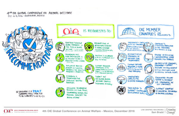 graphic recording images OIE OIE-Animal-Welfare-Draft-Recommendations 