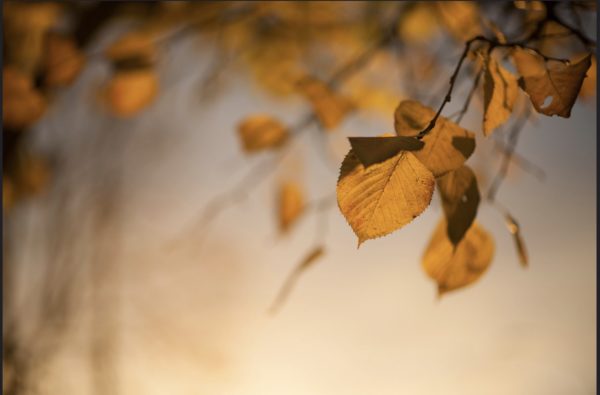 photo of soft autumn leaves by caelie frampton